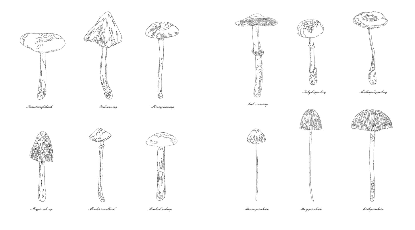 Curious Nature Coloring Journal