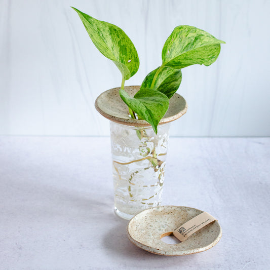 Handmade Plant Propagation Plate, Salt Stone | MADE TO ORDER